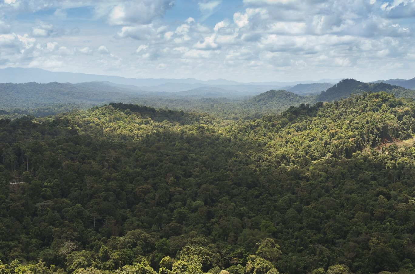 Новые виды лягушек в 2023 году. Густые леса Новой Гвинеи. Фото.