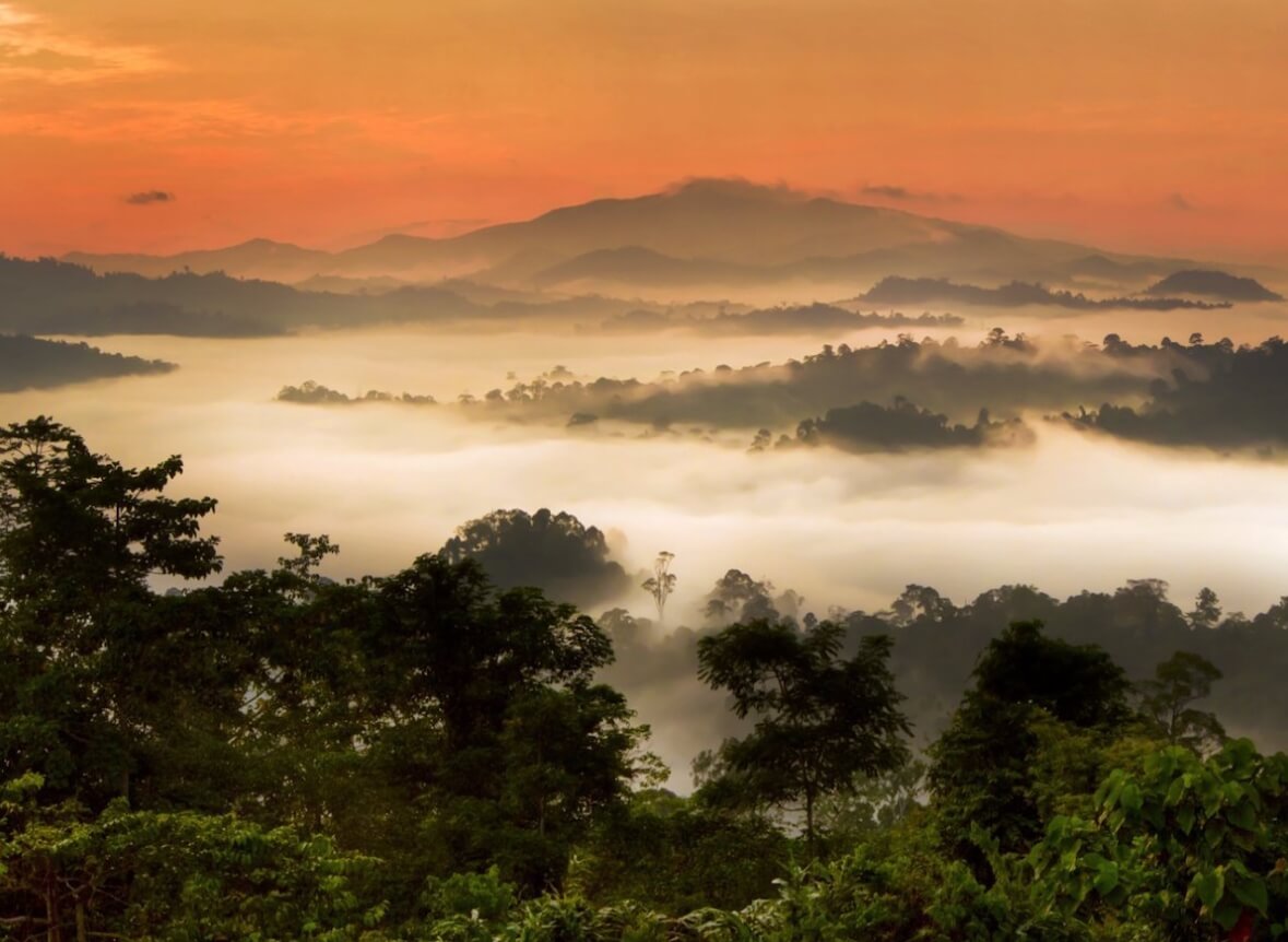 Где живет самая редкая улитка в мире. Огненные улитки обитают только в туманных областях Малайзии. Фото.