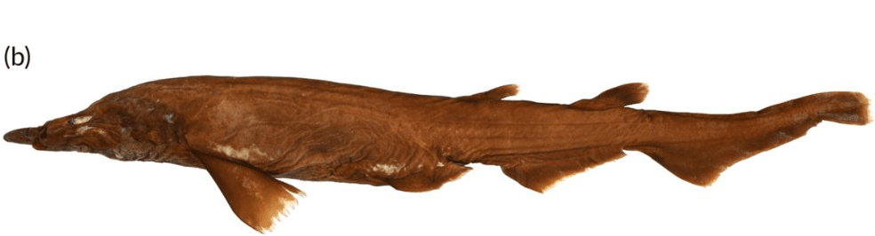 Новый вид глубоководной акулы. Apristurus ovicorrugatus имеет длину 46,7 сантиметров. Фото.