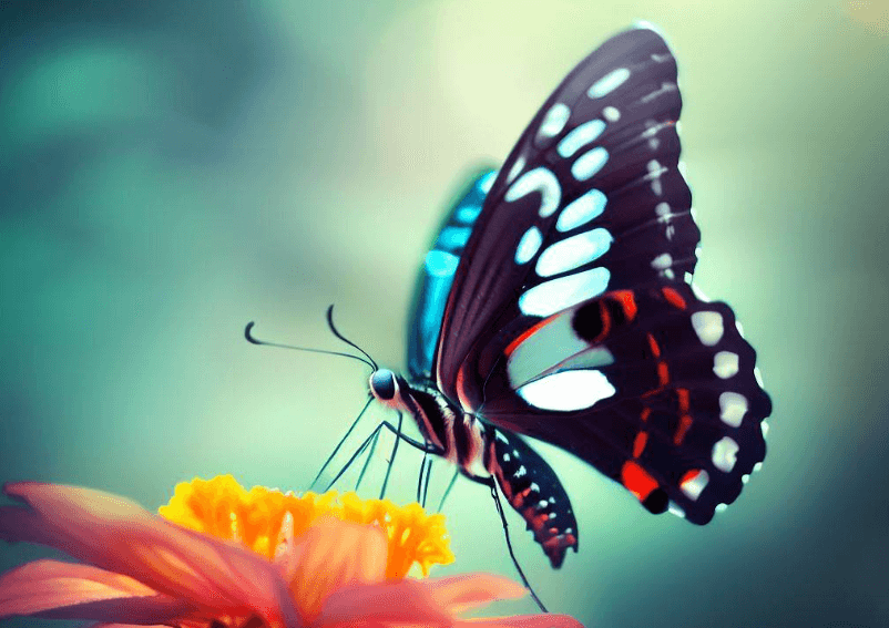 Как бабочки распространились по миру. Бабочки быстро приспосабливались к различной окружающей среде. Фото.