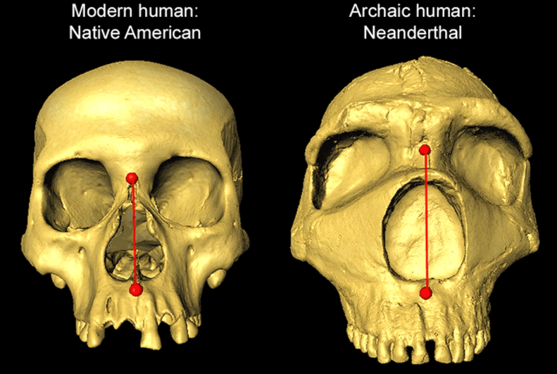 Гены неандертальцев повлияли не внешность современных людей. Сравнение черепов современного человека и неандертальца. Фото.