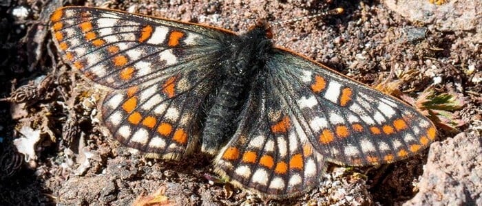 Бабочки жили в Антарктиде? Древний вид бабочки Северный Назук на склоне горы Арарат в Армении. Фото.
