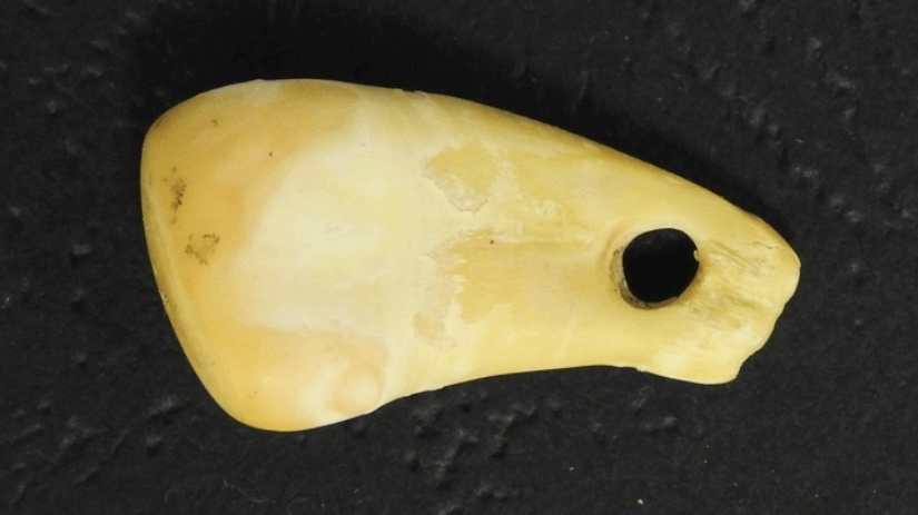 Кулон женщины из каменного века. Украшение из зуба оленя скорее всего служило для женщины подвеской. Фото.