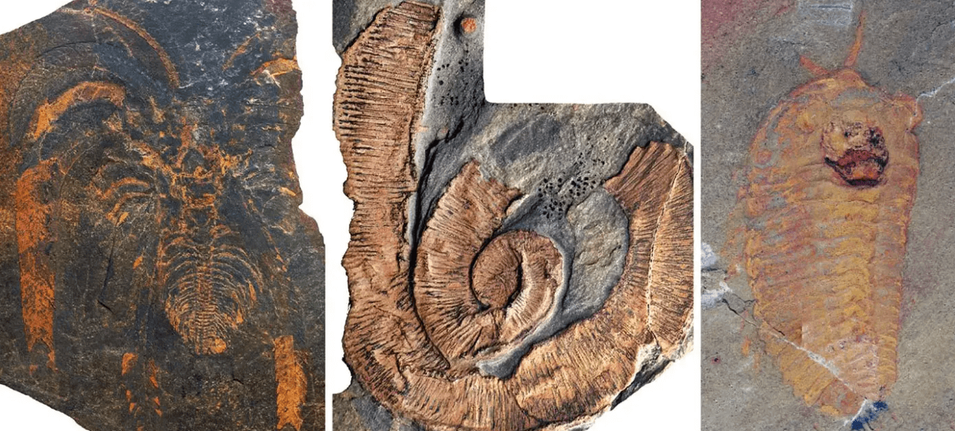 В чем секрет находки палеонтологов. Окаменелости палеосколецидного червя и трилобита. Фото.
