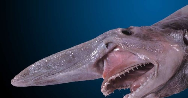 Акула-демон: обнаружен новый вид хищной рыбы, обитающий у берегов Австралии - Hi-News.ru