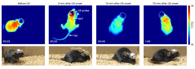 В “зимнюю спячку” можно вводить животных искусственно. Визуализация изменения температуры тела мышей после воздействия на мозг ультразвуком. Фото.