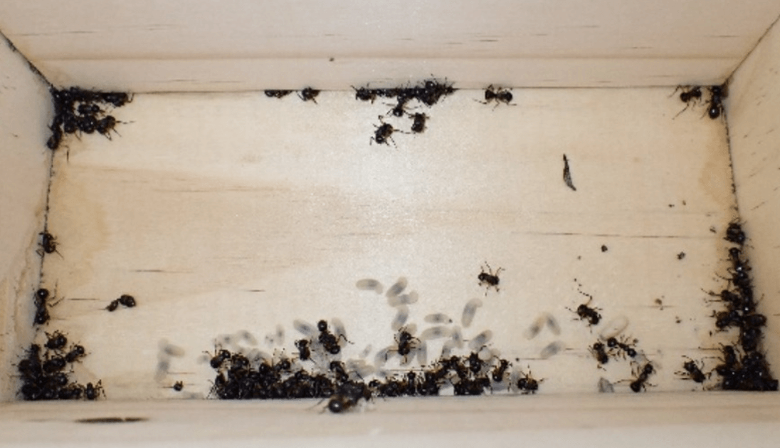 Муравьи Австралии удивляют ученых. Открыв один из ящиков, ученые подумали, что все муравьи в нем мертвые. Фото.
