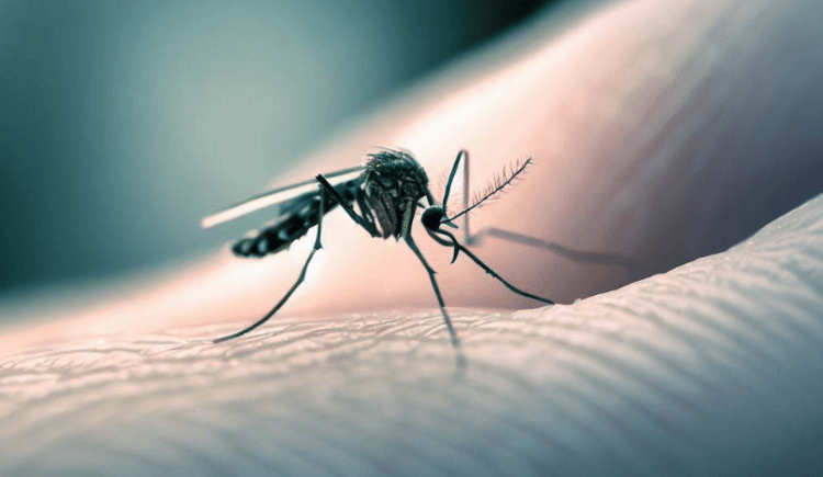 Комары являются самыми опасными существами на Земле. Комары считаются самыми опасными существами на Земле. Фото.