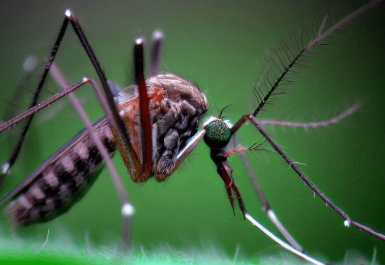 Почему комары являются самыми смертоносными существами. Комары живут с нами в одной экосистеме, что делает их особенно опасными. Фото.