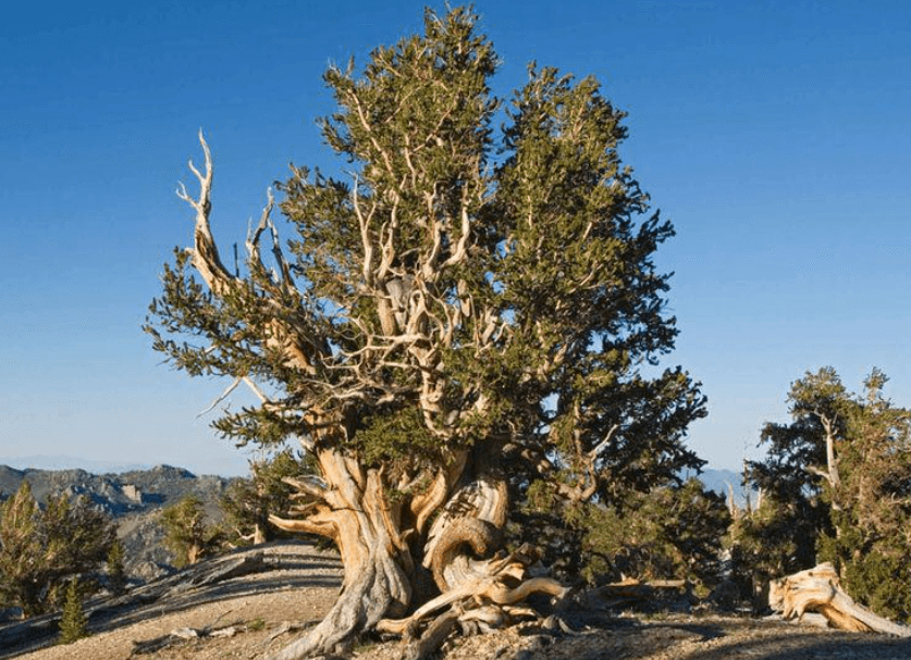 Какой возраст самого древнего дерева на Земле. Мафусаил может быть на несколько сотен лет младше кипариса из Чили. Фото.