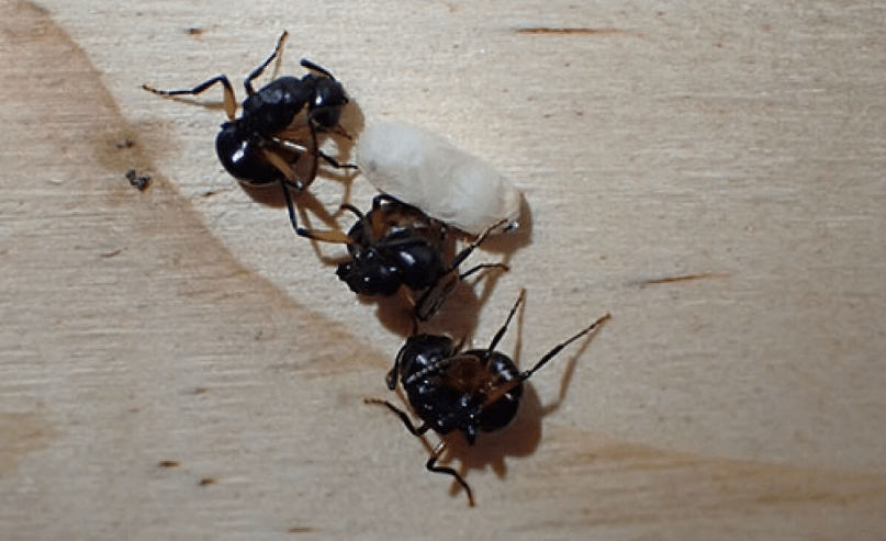 Почему колония муравьев притворяется мертвой. Муравьи правдоподобно имитировали смерть, принимая неестественные позы. Фото.