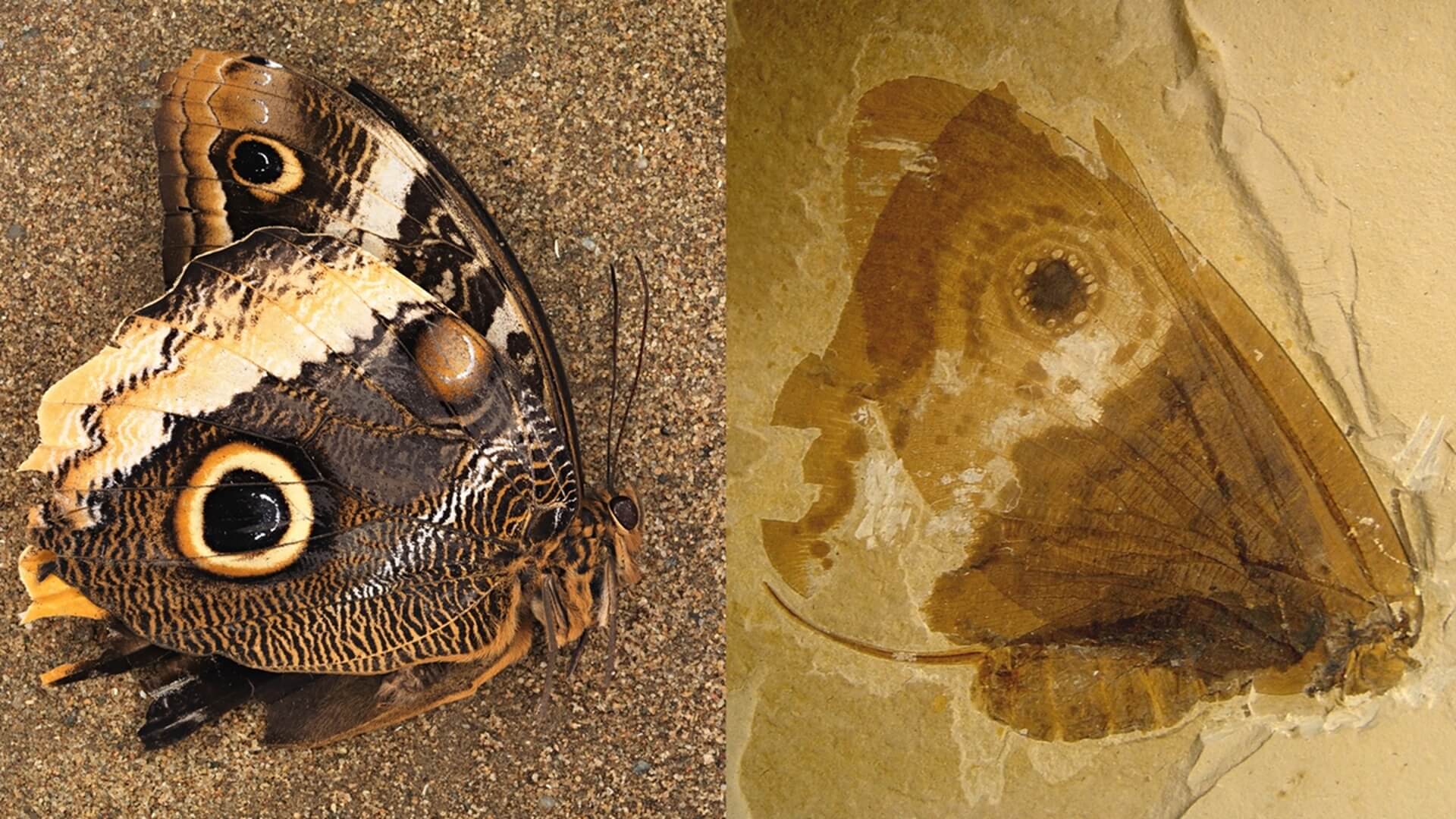 Где впервые появились бабочки. Ученые использовали в своем исследовании редкие окаменелости бабочек. Фото.