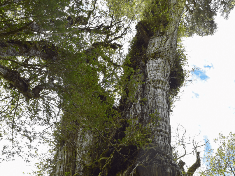 Обнаружено самое древнее дерево на Земле — оно растет уже более 5000 лет
