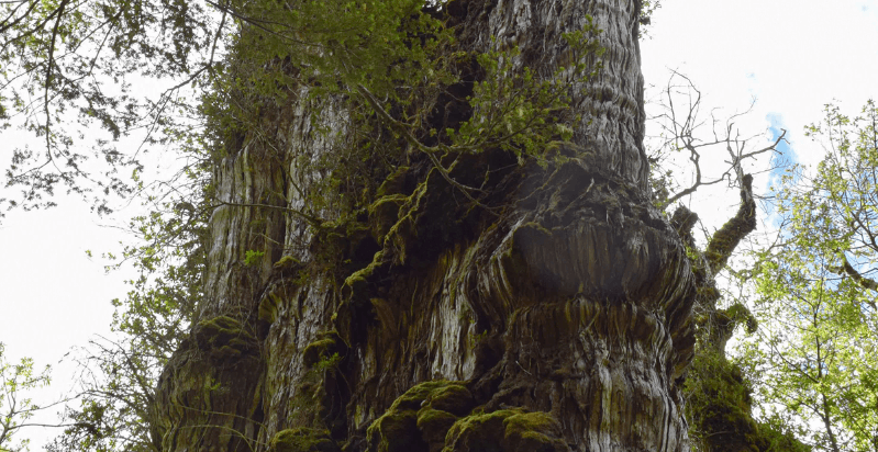 Кипарис — самое старое дерево на планете. Диаметр ствола древнего кипариса составляет 4 метра. Фото.