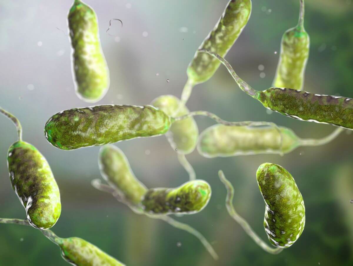 Опасные бактерии вибрионы. Бактерии вибрионы вызывают различные заболевания, которые могут приводить к летальному исходу. Фото.
