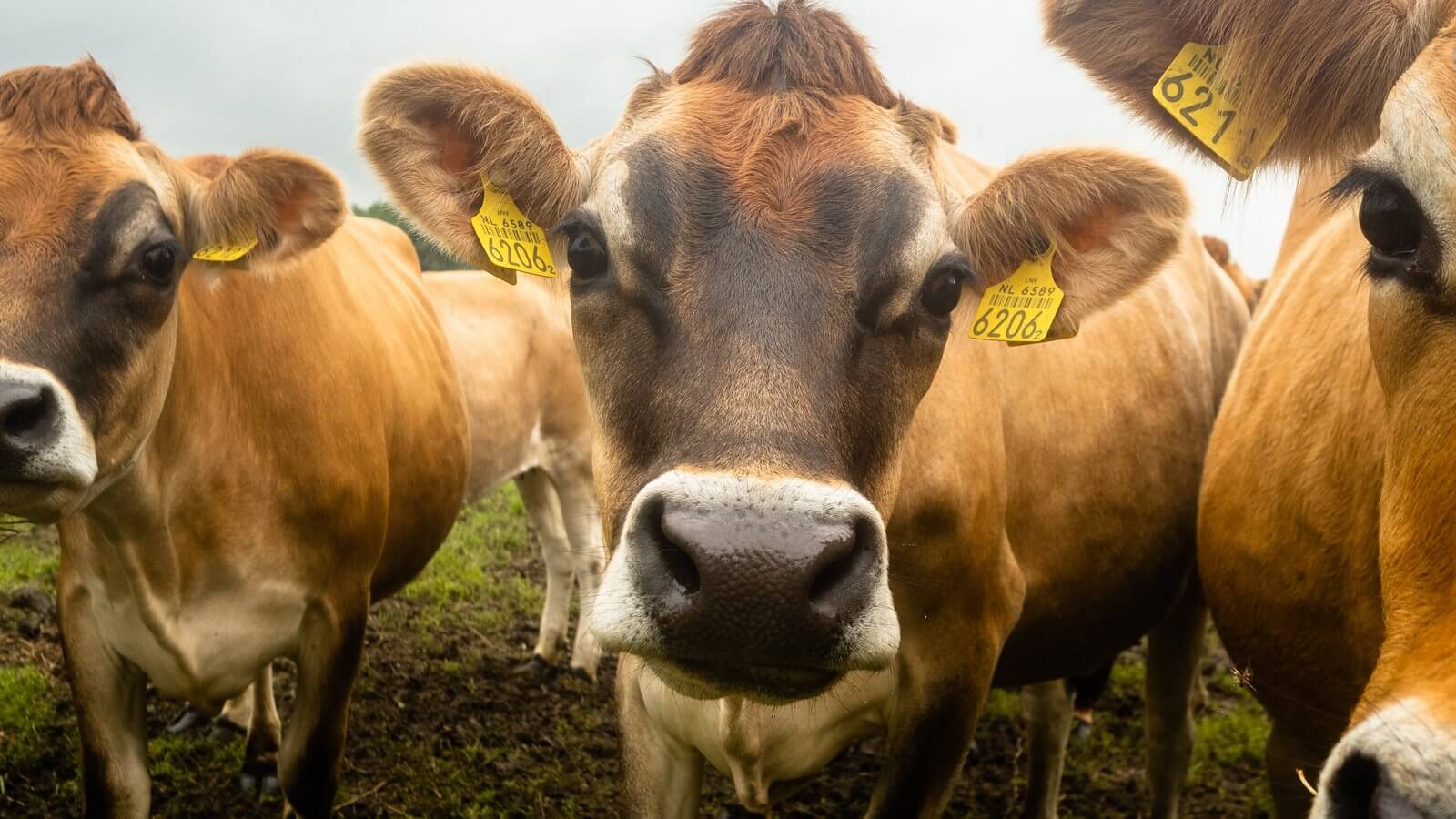Болезнь Крейтцфельдта-Якоба. Коровье бешенство представляет серьезную угрозу мировому здравоохраению. Фото.