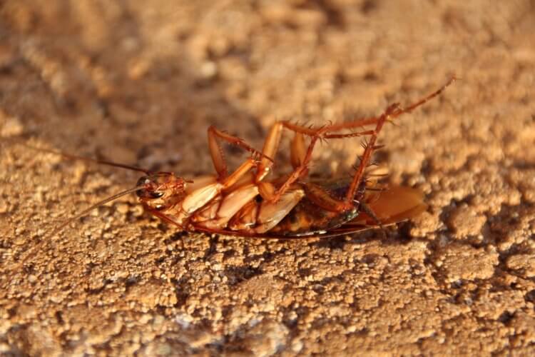 Невероятные способности тараканов: почему они могут пережить ядерный взрыв?