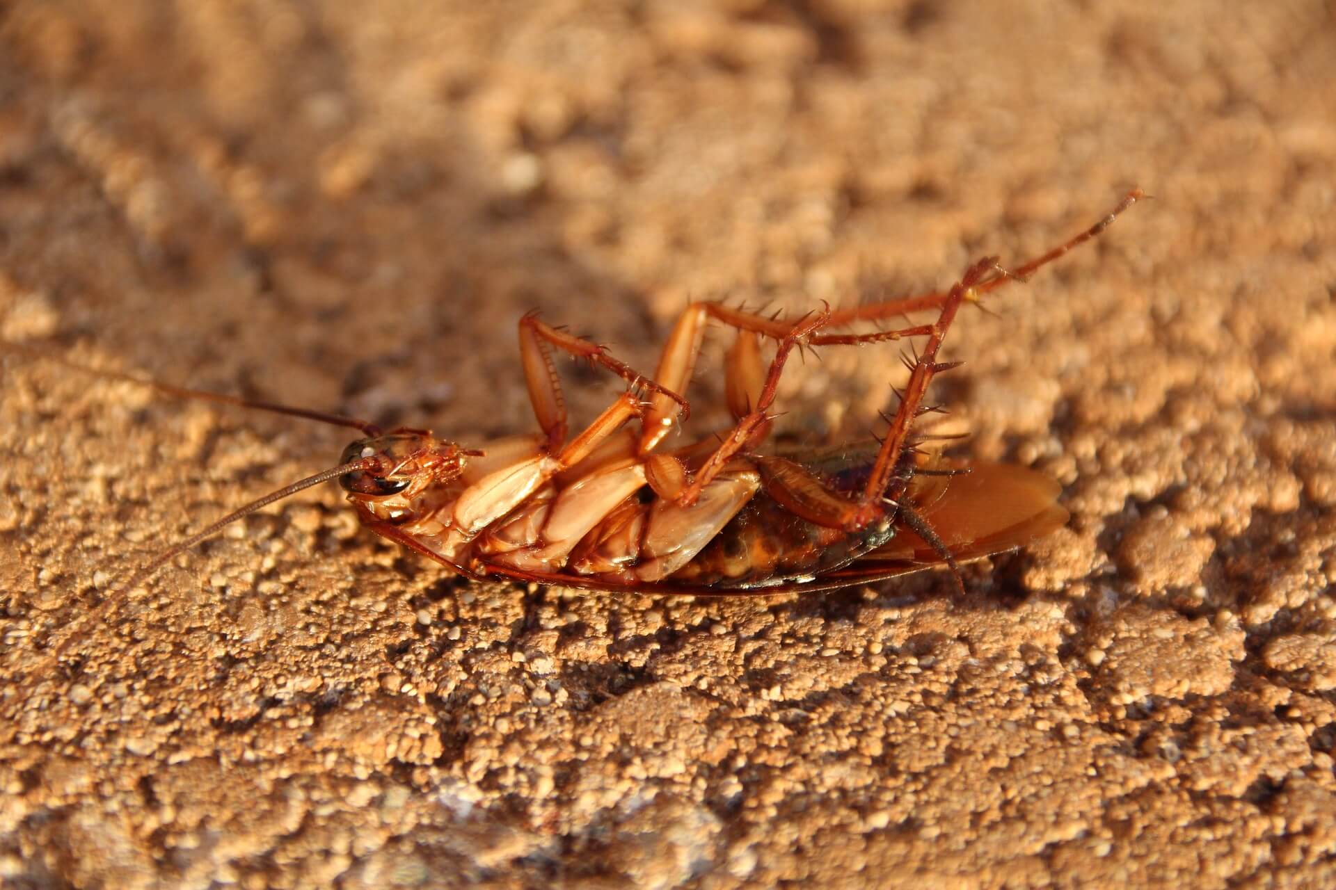 Почему тараканы такие живучие? Тараканы могут выделять собственный запах, чтобы общаться с другими. Кроме того, они могут обнаруживать запахи с расстояния до нескольких километров. Фото.