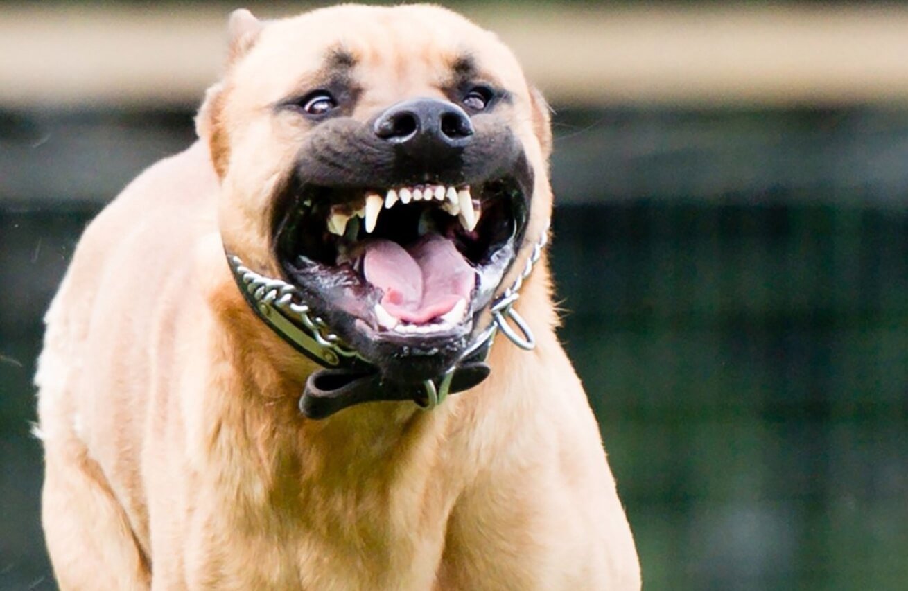 7 самых опасных пород собак, которые могут напасть на человека