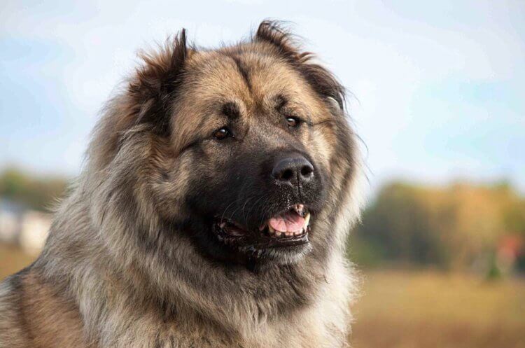 Кавказская овчарка — самая крупная собака. Продолжительность жизни кавказских овчарок составляет 10–12 лет. Фото.