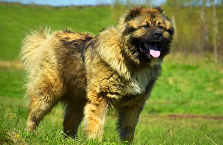 Кавказская овчарка — самая крупная собака. Содержание кавказской овчарки в домашних условиях усложняется тем, что у них очень длинная шерсть. Фото.