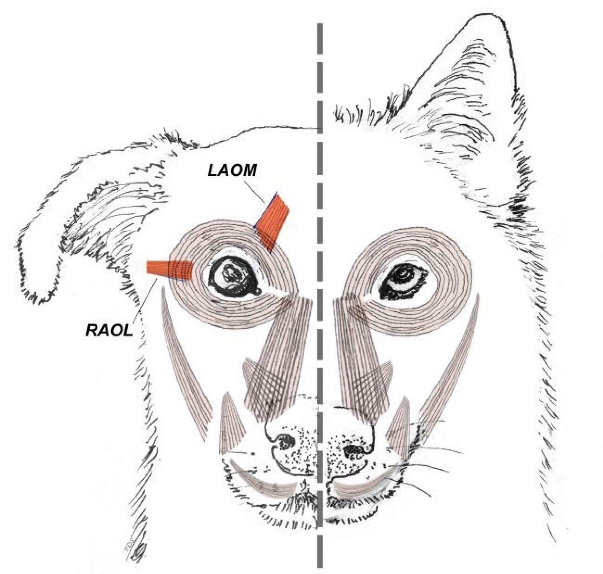Отличия между собакой и волком. Слева показаны особенности головы собаки, а справа — волка. Фото.