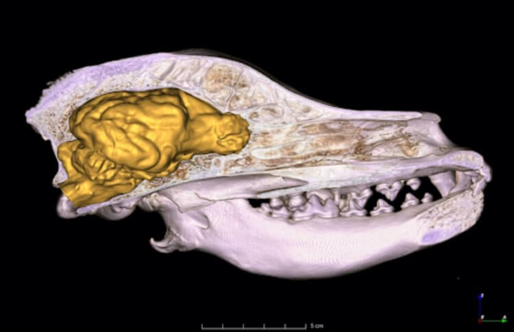 Почему размер мозга собак увеличивается. Компьютерная томография черепа собаки породы венгерская выжла. Фото.