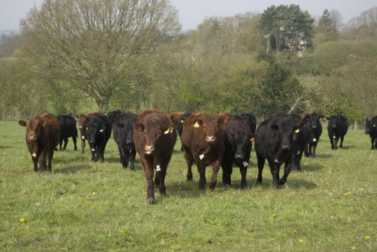 Новый вариант болезни Крейтцфельдта-Якоба. Согласно заявлению Министерства сельского хозяйства США, ГЭКРС была обнаружена у пятилетней коровы в Южной Каролине. Фото.