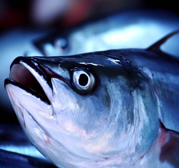 Вред тунца — суши может навредит здоровью. Блюда с тунцом должны исключить из своего рациона все беременные женщины, иначе у будущего ребенка могут возникнуть серьезные проблемы со здоровьем. Фото.
