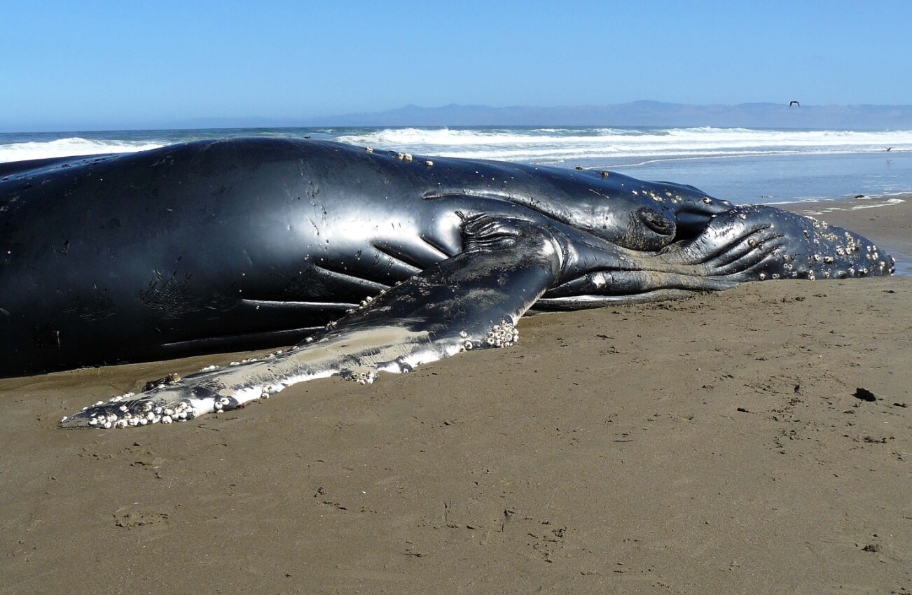 В США киты выбрасываются на берег. Выбрасывание китообразных на берег — далеко не новое явление. Иногда животные взрываются из-за накопившихся внутри них газов. Фото.