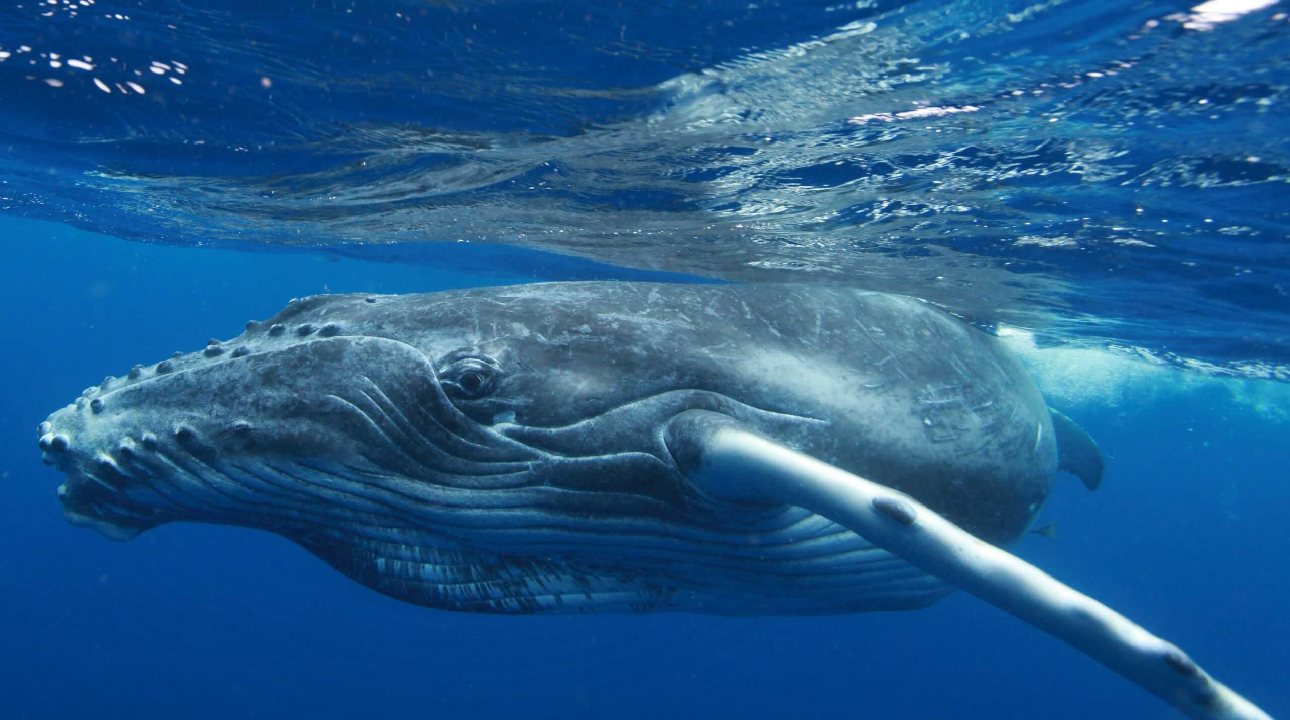 Киты сталкиваются с кораблями. Одна из версия гласит, что киты выбрасываются на берег, спасаясь от косаток и других хищников. Фото.