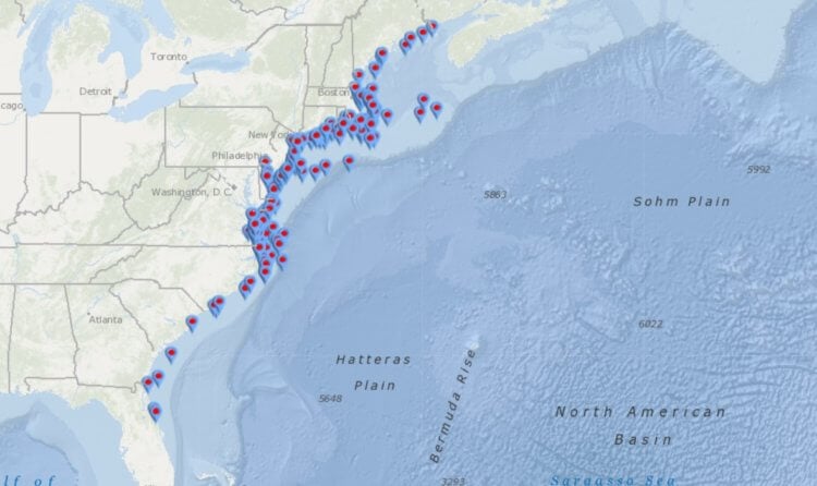 Польза китов для природы. На карте отмечены места, в которых были найдены мертвые киты. Фото.
