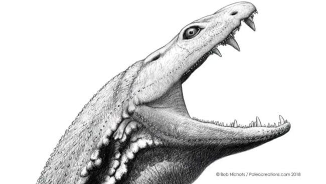 Каким был «головастик из ада» — страшный хищник, живший 330 млн лет назад. Фото.