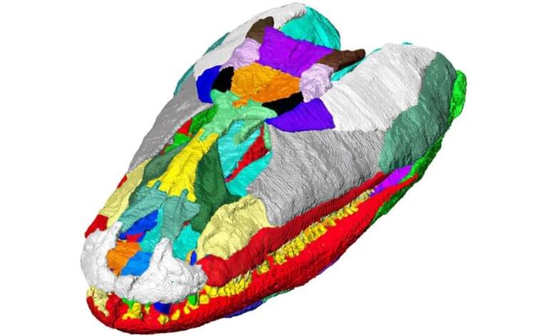 Как выглядели древние животные. На изображении видно, как из фрагментов нескольких черепов была сформирована полноценная голова древнего хищника. Фото.