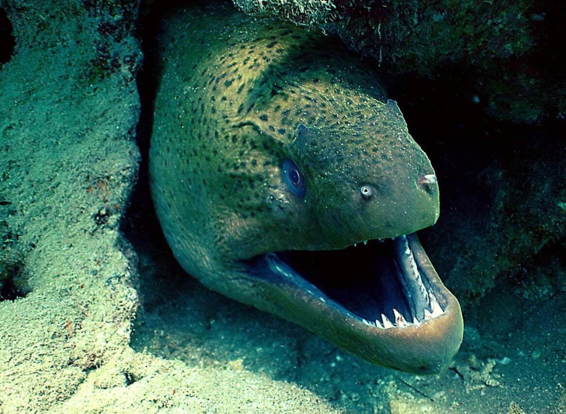 Самый опасный хищник каменноугольного периода. Мурены — это лучеперые рыбы, которые широко распространены в Средиземном и Красном морях. Фото.