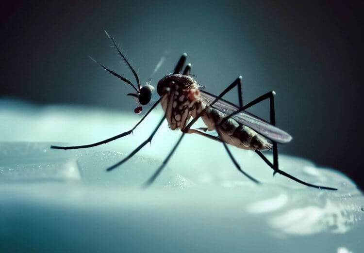 Какое мыло лучше всего отпугивает комаров. Научный эксперимент показал, какое мыло отпугивает комаров лучше всего. Фото.