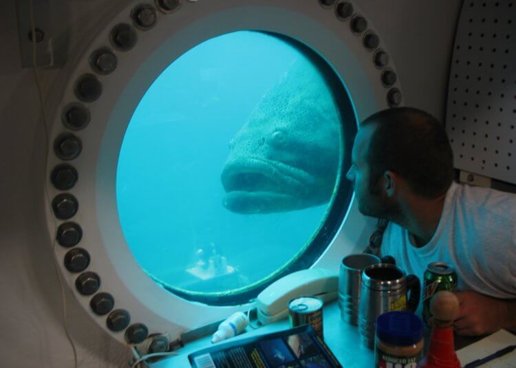 Подводная лаборатория Aquarius. Находясь внутри станции Aquarius, ученые могут спокойно наблюдать за подводным миром. Фото.