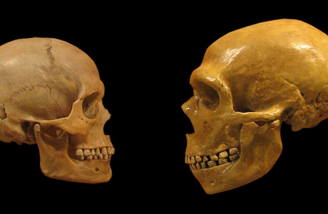 Почему у современных людей кривые зубы. Череп современного и древнего человека. Фото.