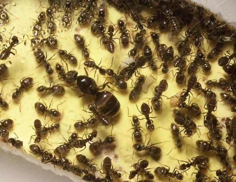 Садовые муравьи — как от них избавиться? В муравейнике всегда живет матка — если ее убить, колония вымрет. Фото.