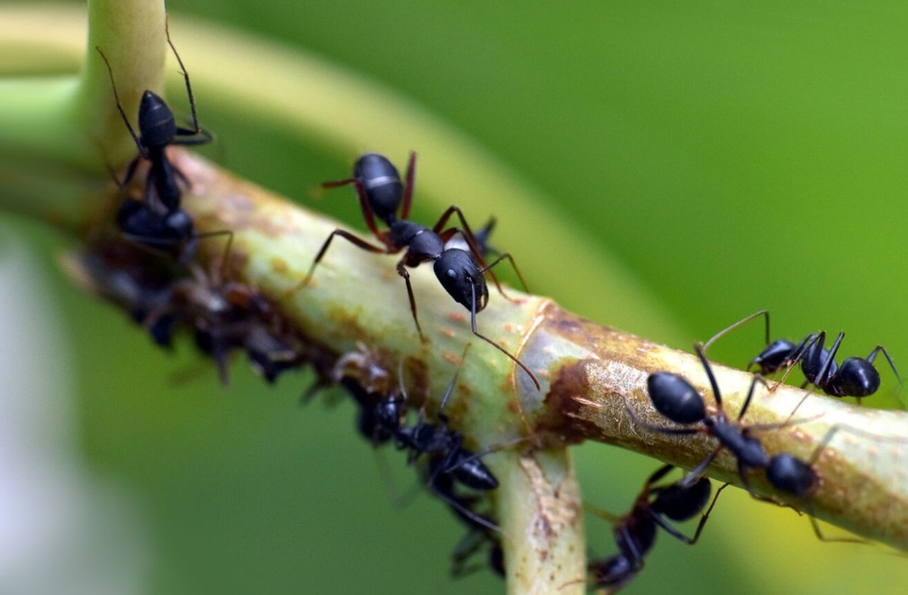 Садовые муравьи — как от них избавиться? Черные муравьи Lasius niger. Фото.