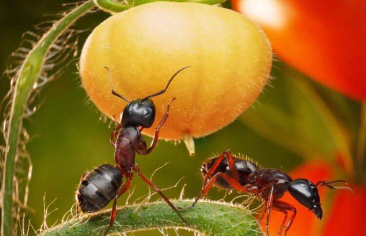 Садовые муравьи — как от них избавиться? Садовые муравьи часто досаждают садоводам, съедая плоды растений. Фото.