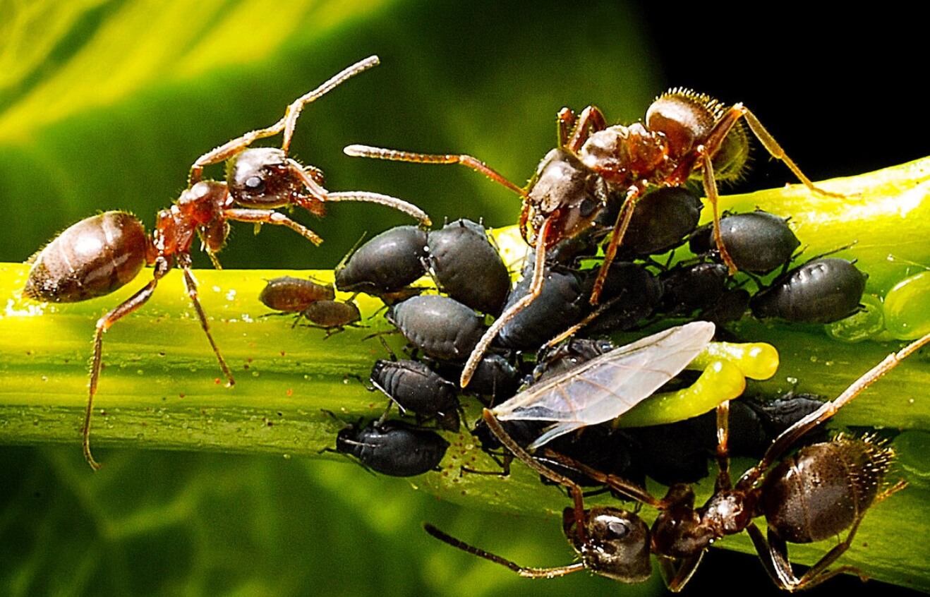 Садовые муравьи — как от них избавиться? Муравьи поедают многих вредителей, но и сами наносят много вреда. Фото.