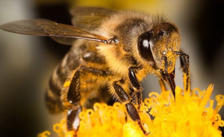 Пчелы — самые полезные насекомые в мире. Пчелы больно кусают, потому что впрыскивают в тело жертвы яд. Фото.