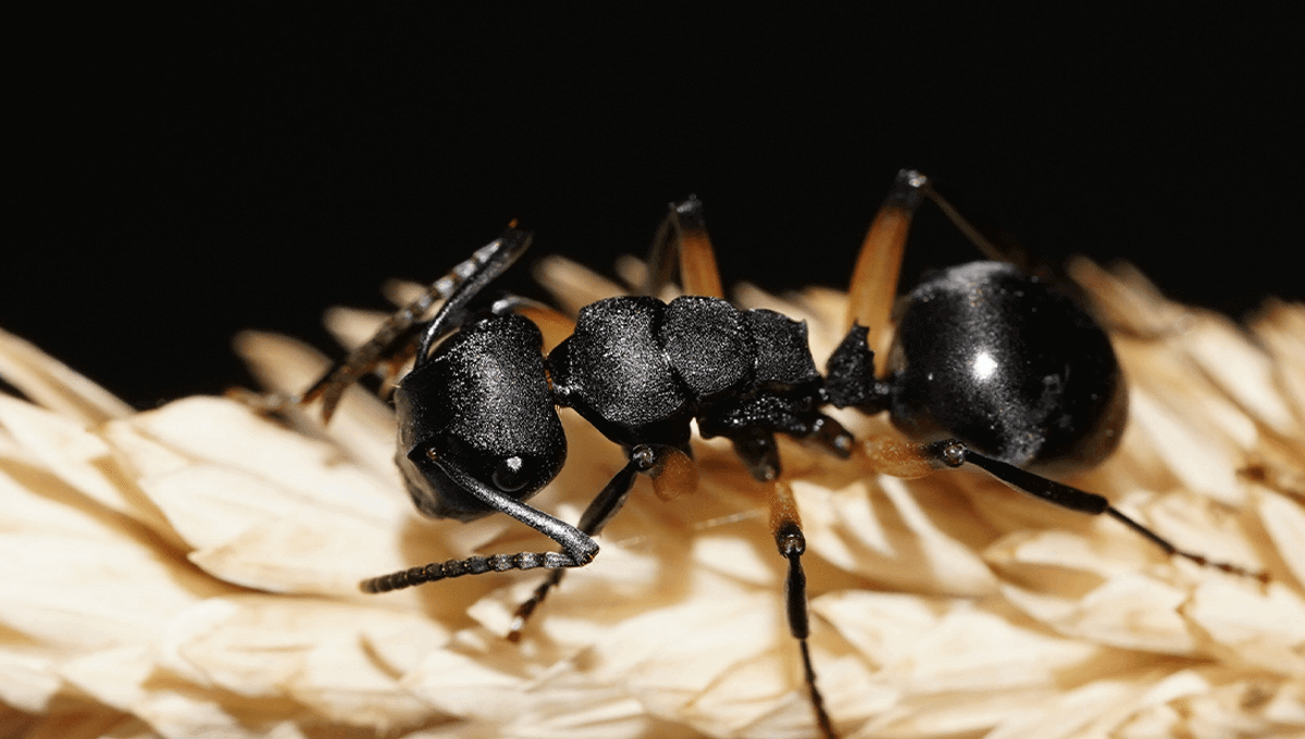 Почему колония муравьев притворяется мертвой. Polyrhachis femorata — австралийские муравьи, которые плохо изучены. Фото.