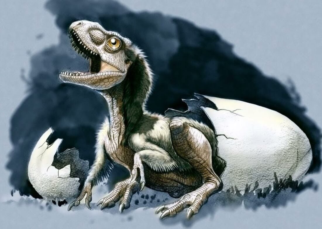 Сколько тираннозавров жило на Земле. У ученых до сих пор нет достоверных сведений о том, сколько яиц откладывали динозавры. Фото.