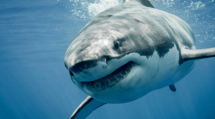 Мегалодоны — самые большие и опасные акулы. Большая белая акула, одна из самых опасных акул на земле, тоже теплокровная. Фото.