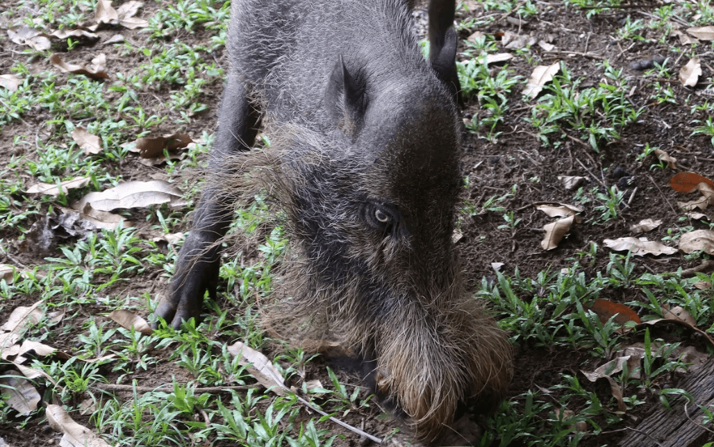 Что такое геофлора, или плодоношение под землей. Бородатые свиньи выкапывают плоды пальмы и разносят семена по острову. Фото.