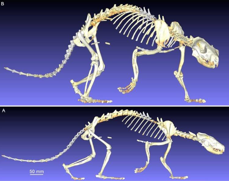 Необычное древнее животное было предком многих млекопитающих. Визуализация скелета необычного вымершего животного Eoarctos. Фото.