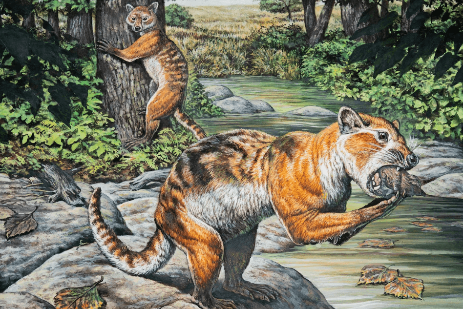 Смесь кошки, выдры и медведя — ученые обнаружили окаменелости очень странного животного. Eoarctos — необычное ископаемое млекопитающее, которое является предком медведей. Фото.