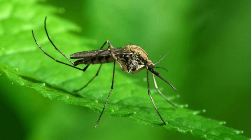 Безопасна ли генная модификация комаров. Генетически модифицированные комары более эффективны, чем зараженные бактерией. Фото.